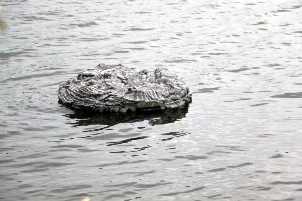Floating frozen pond