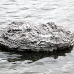Floating frozen pond