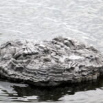 Floating frozen pond